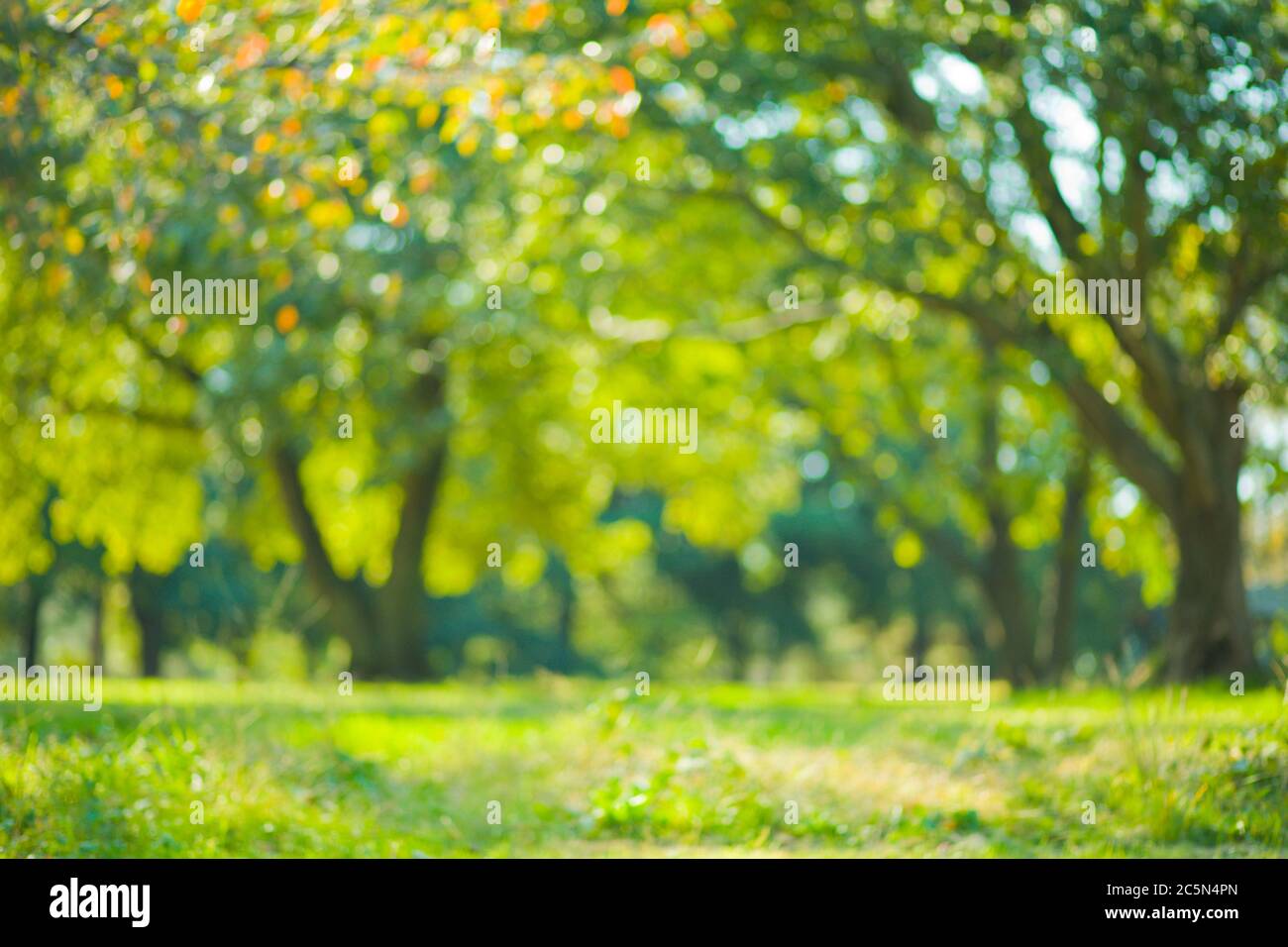 at donere instans Slovenien green nature blur bokeh background Stock Photo - Alamy