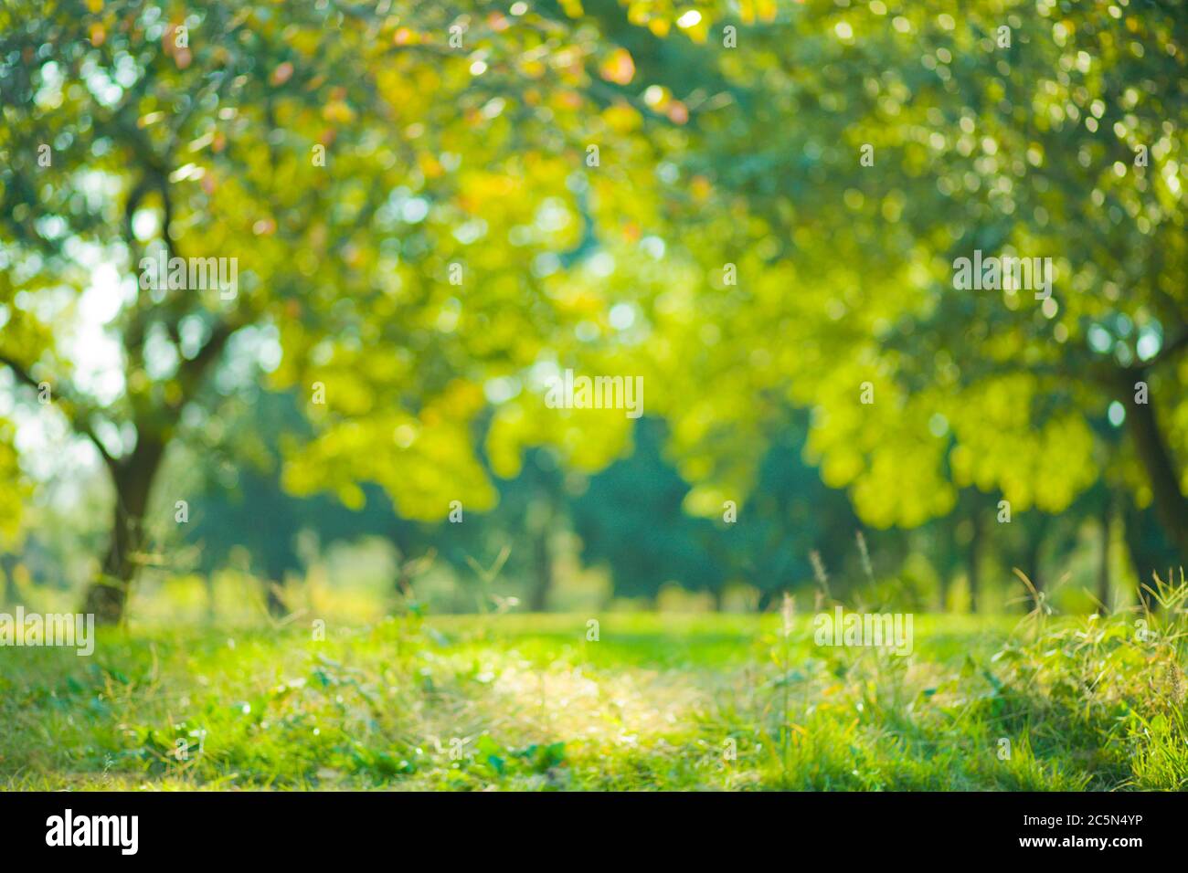 green nature blur bokeh background Stock Photo - Alamy