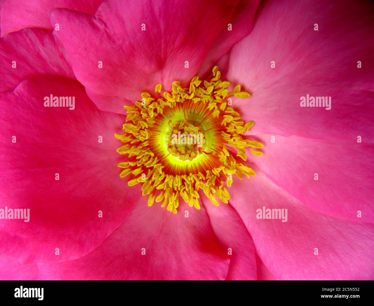 Rose flower macro close up with stamens and pistil Stock Photo - Alamy