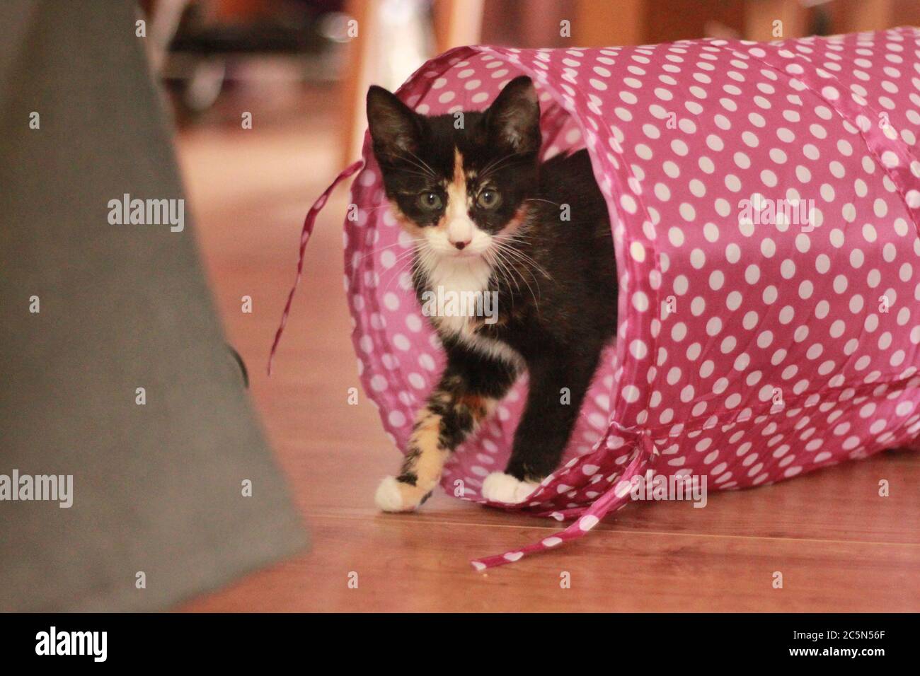 Tortoiseshell/calico kitten walking out of a play tunnel. Stock Photo