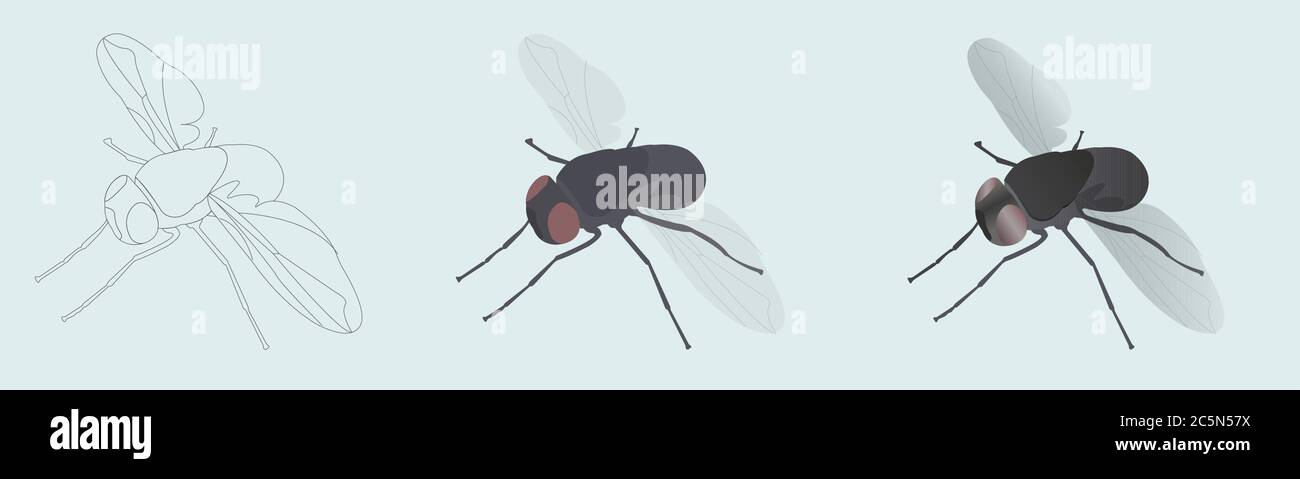 Housefly. Vector illustration in 3 styles linear, colored, realistic icons Stock Vector