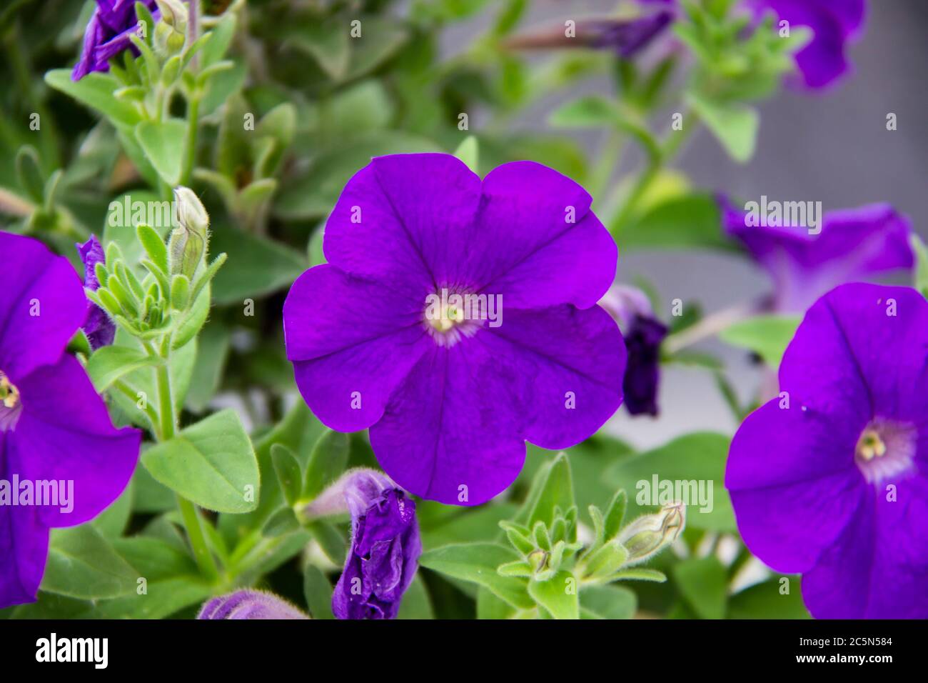 A purple petunias. Beautiful close up of a purple wild petunia. Very beautiful bright, colorful, blooming petunias with green leaves on the background Stock Photo