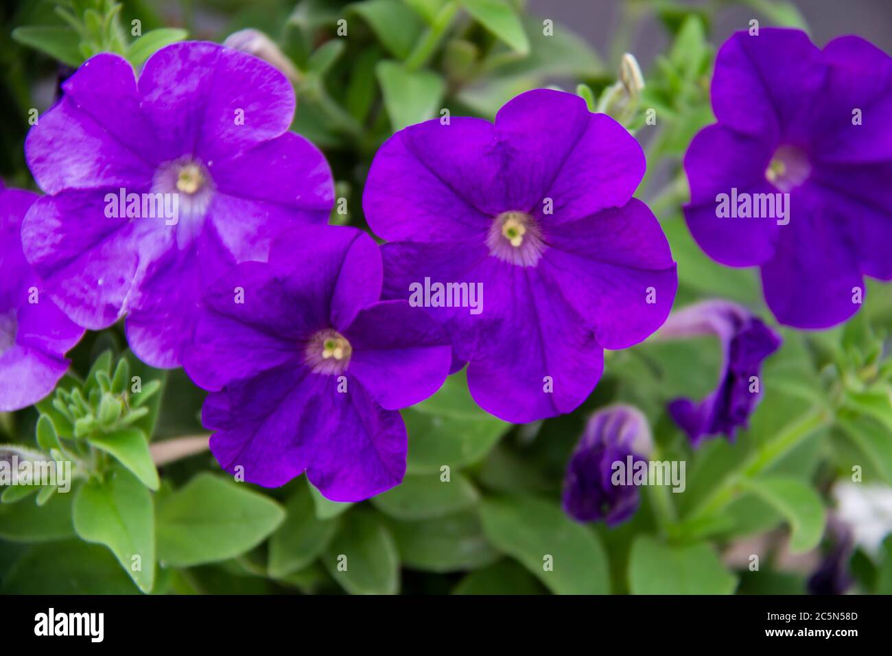 A purple petunias. Beautiful close up of a purple wild petunia. Very beautiful bright, colorful, blooming petunias with green leaves on the background Stock Photo