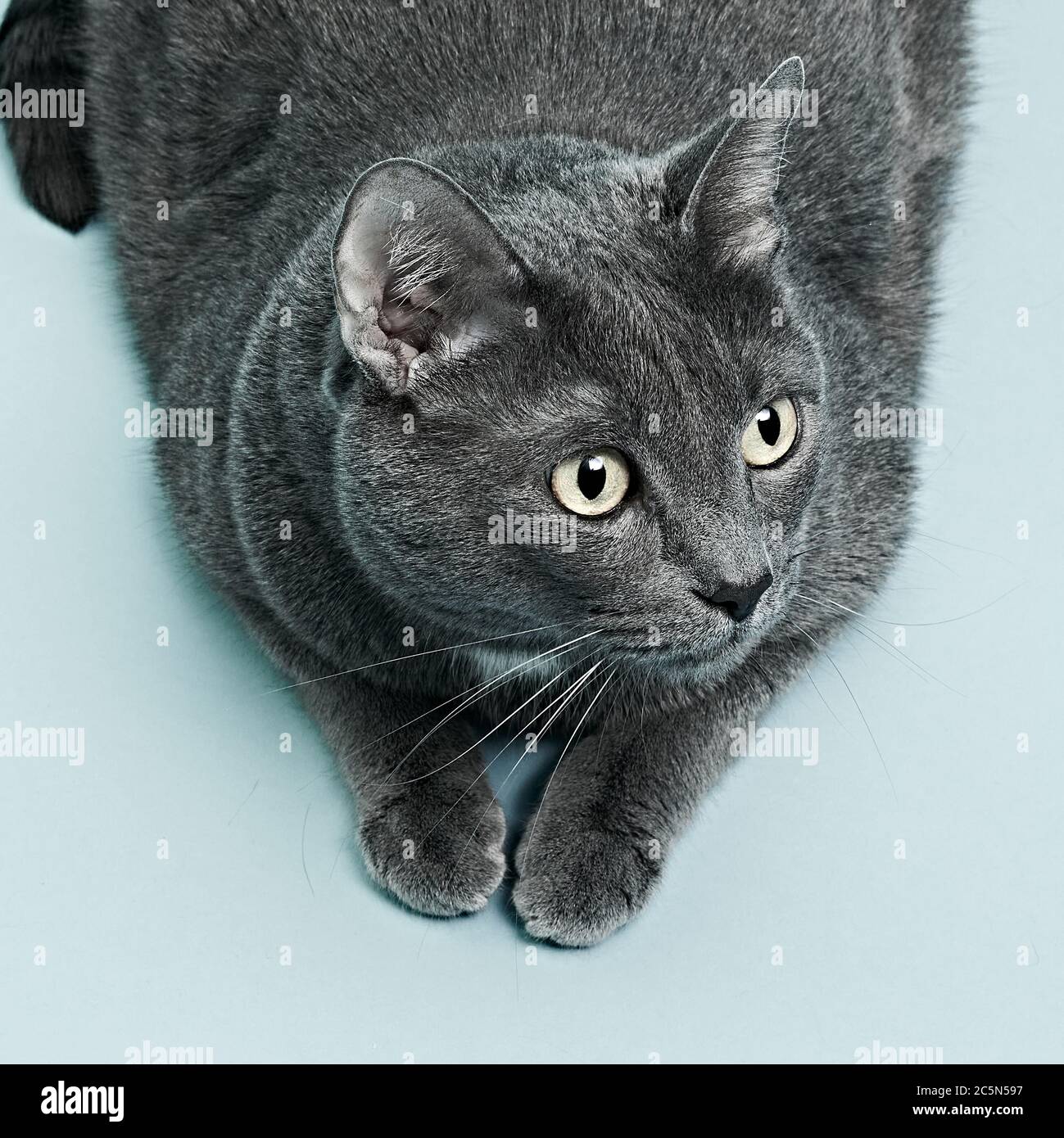The gray cat is lying. Blue background, close up Stock Photo - Alamy