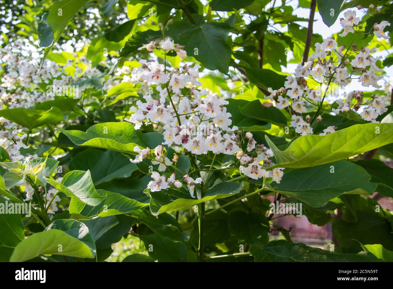 White flowers in the leafage of catalpa tree. Beautiful flowers on a blooming catalpa Stock Photo