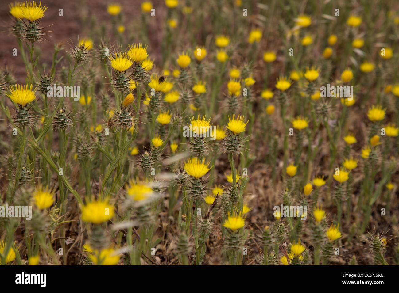 Flora of Gran Canaria - yellow flowers of Centaurea melitensis, Maltese star-thistle Stock Photo