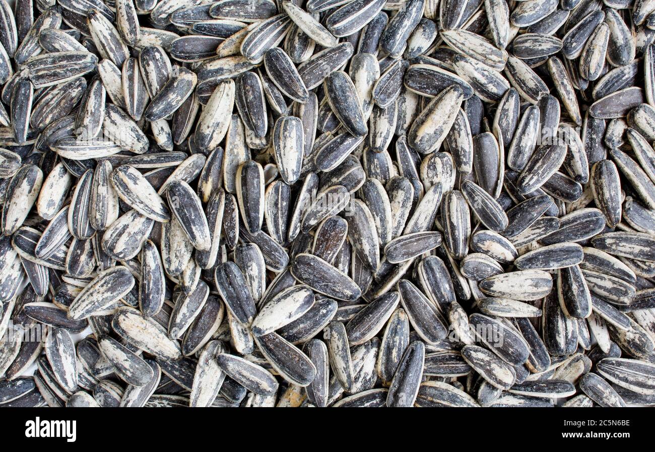 Salted and roasted sunflower seeds in shell. Full frame Stock Photo Alamy