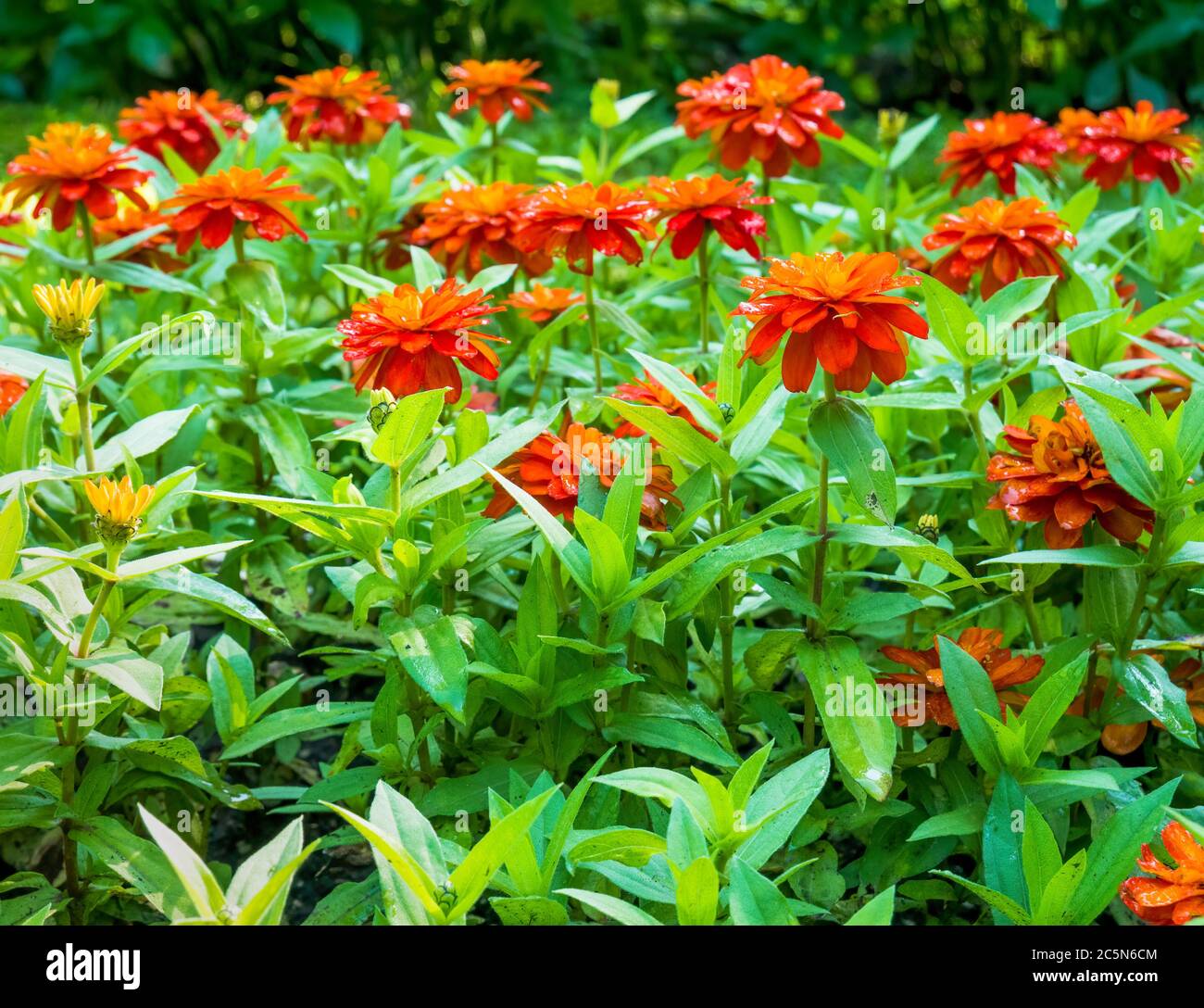 Zinnia angustifolia Profusion Orange flower . Selective focus Stock