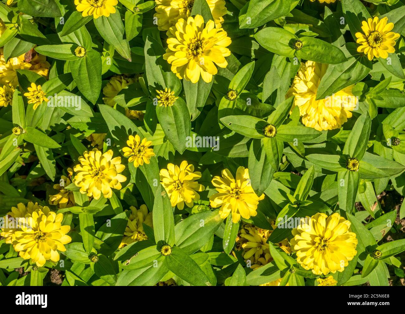 Many Yellow Zinnia Elegans Or Common Zinnia Flowers View From Above Stock Photo Alamy Many Yellow Zinnia Elegans Or Common Zinnia Flowers View From Above Stock Photo Alamy