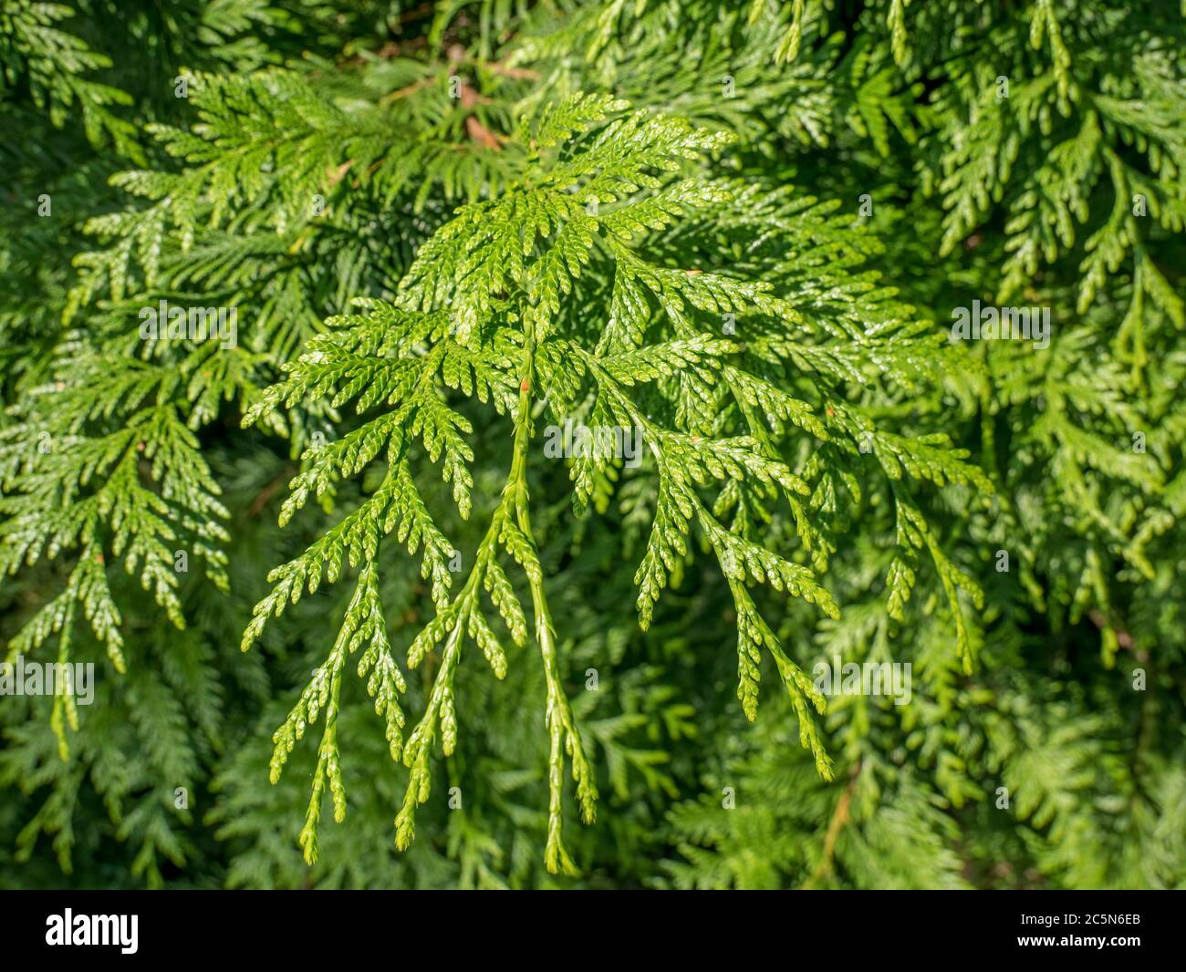 Close up detail with brabches of an Juniperus horizontalis (creeping juniper or creeping cedar) Stock Photo