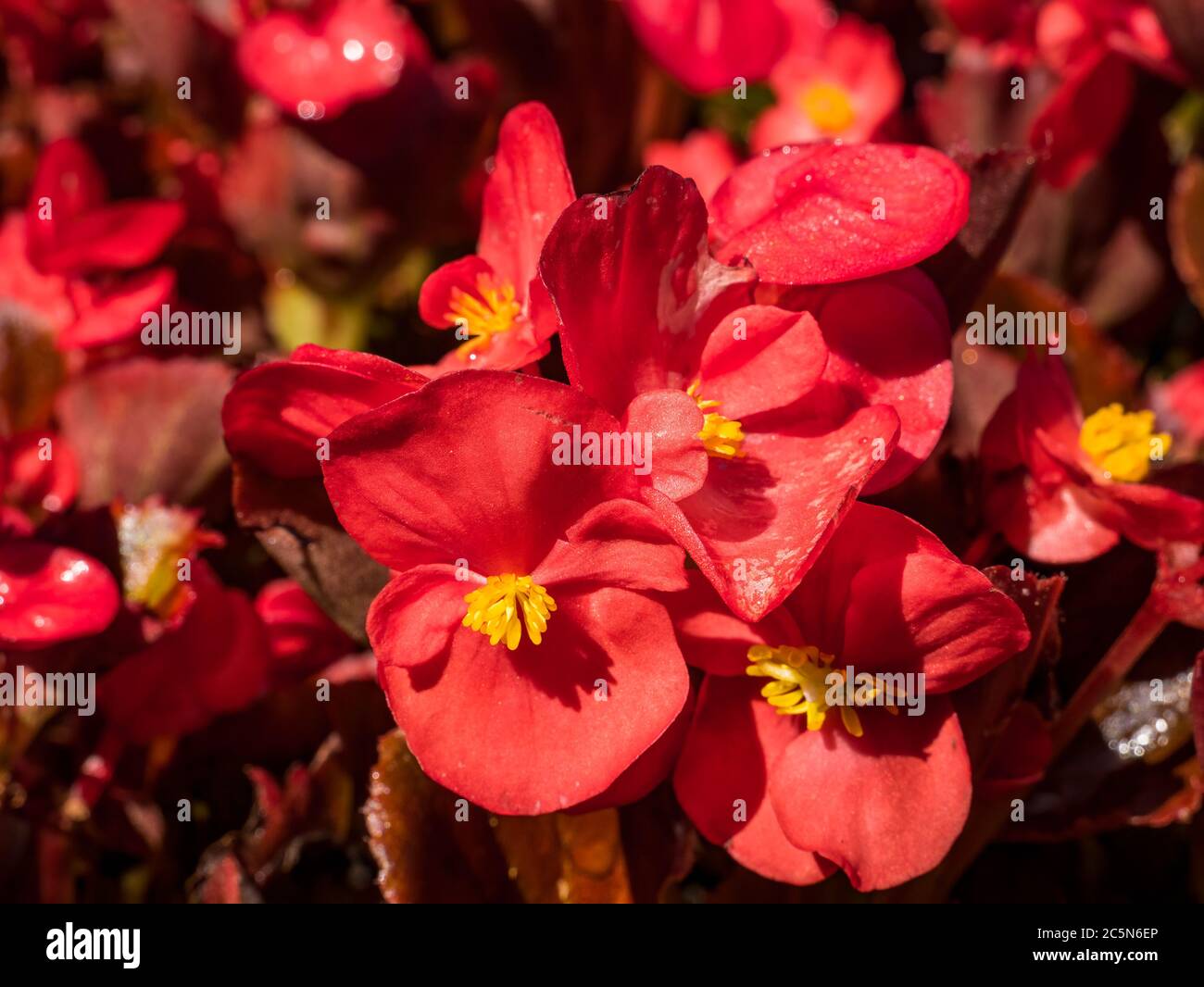 Close up detail with a beautiful wax begonia or Begonia cucullata. Stock Photo