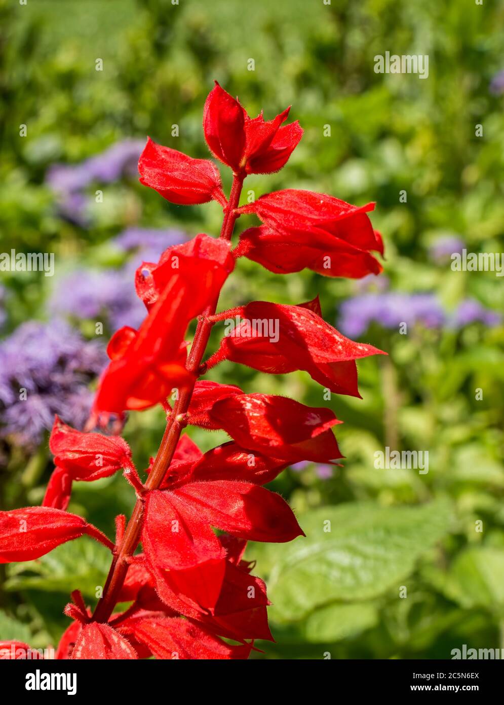 Close up detail with Salvia splendens or the scarlet sage red flower on blurred background. Stock Photo