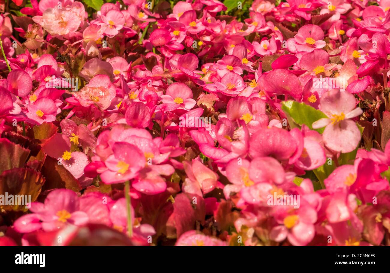 Field with many Begonia cucullata or wax begonia flowers. Stock Photo