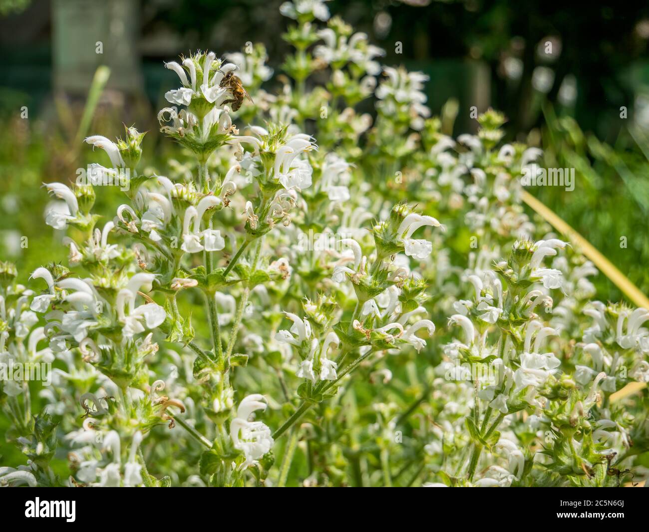Salvia aethiopis also known as Mediterranean or African sage. Many small white flowers with blurred background. Stock Photo
