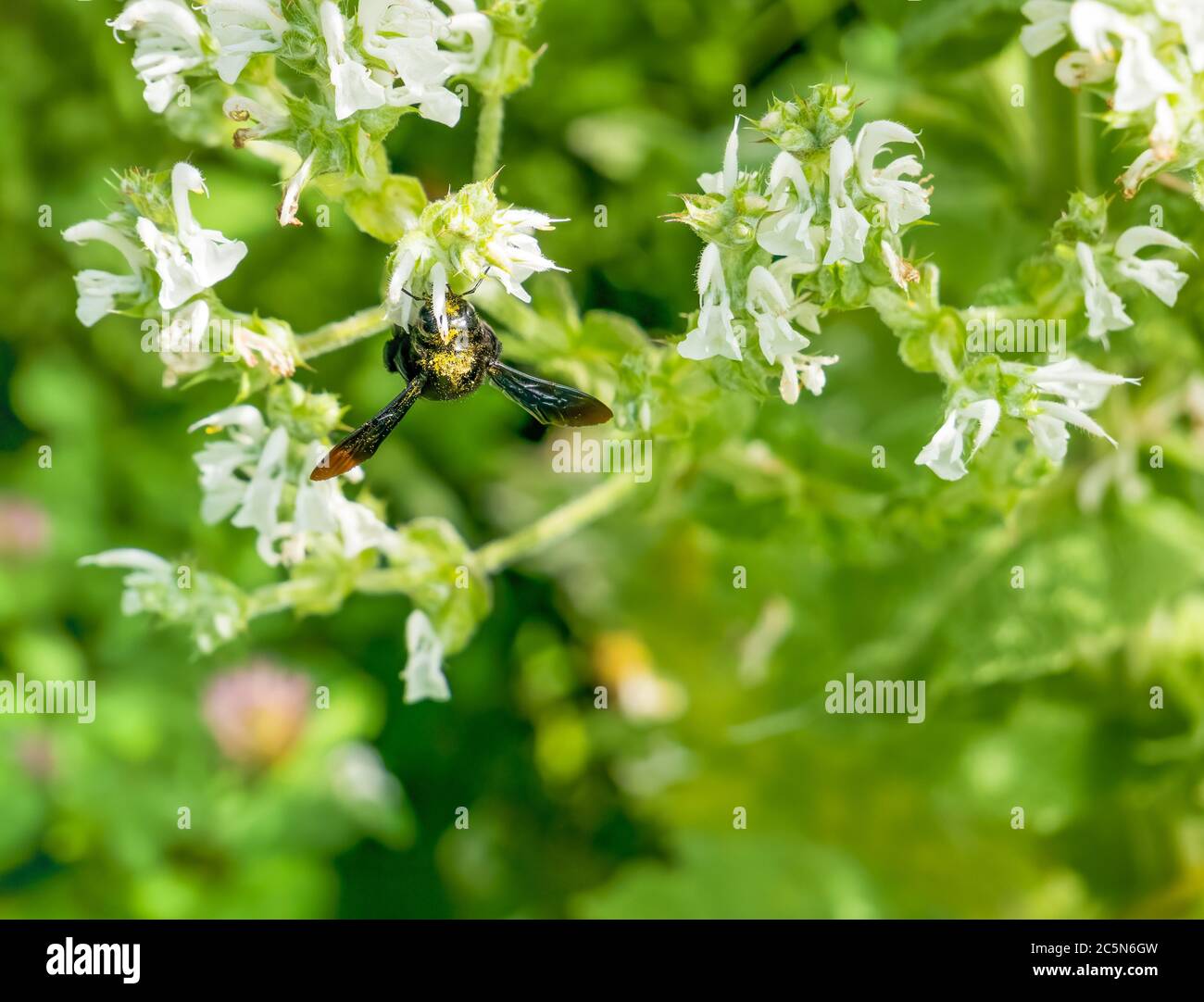 A bumblebee pollinating white flower Salvia aethiopis also known as Mediterranean or African sage. Stock Photo