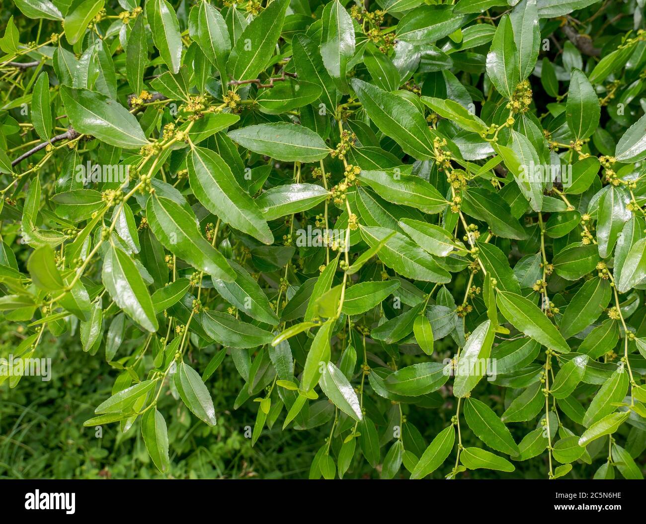 Fresh Green Foliage Of Ziziphus Jujube Tree Stock Photo Alamy