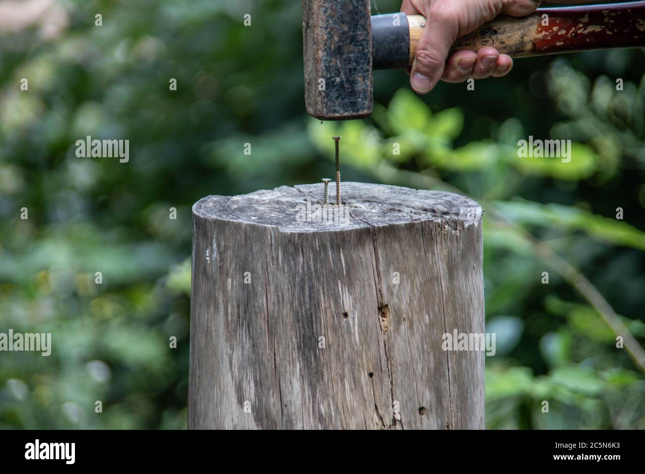 Hand with sledgehammer nails screw into tree stump Stock Photo Alamy