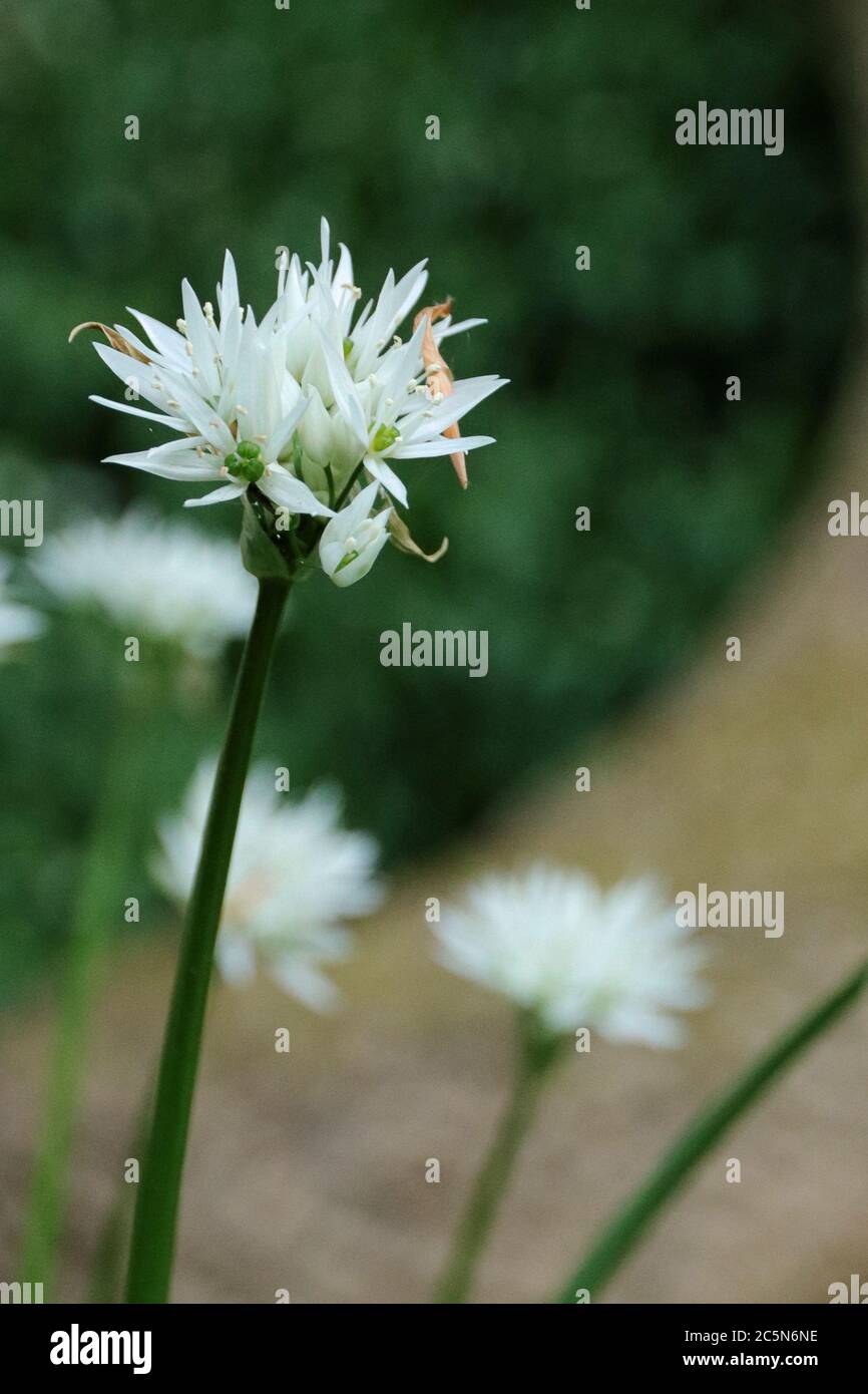 Ramsons (Allium ursium), Inflorescence Stock Photo