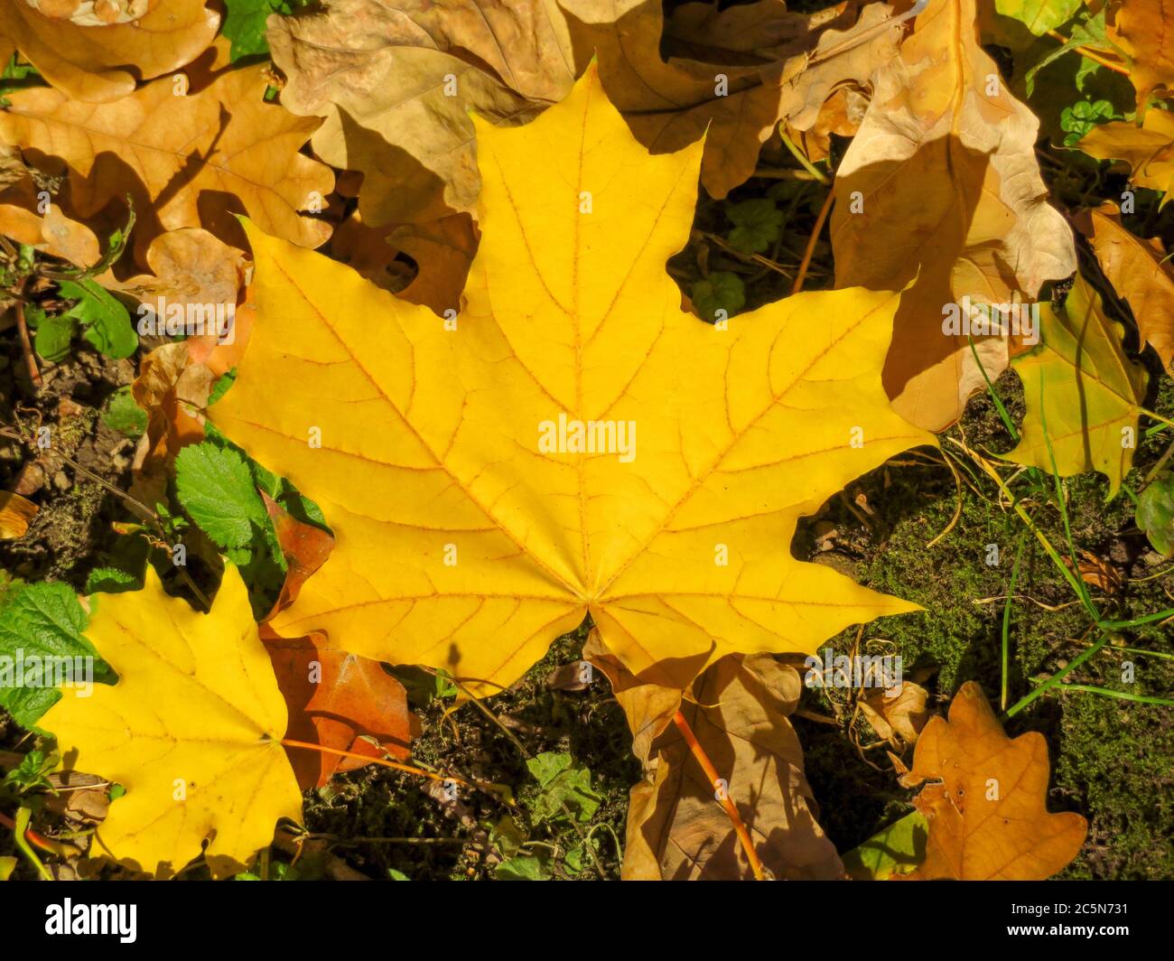 Yellow maple leaf on the ground in the autumn forest Stock Photo - Alamy