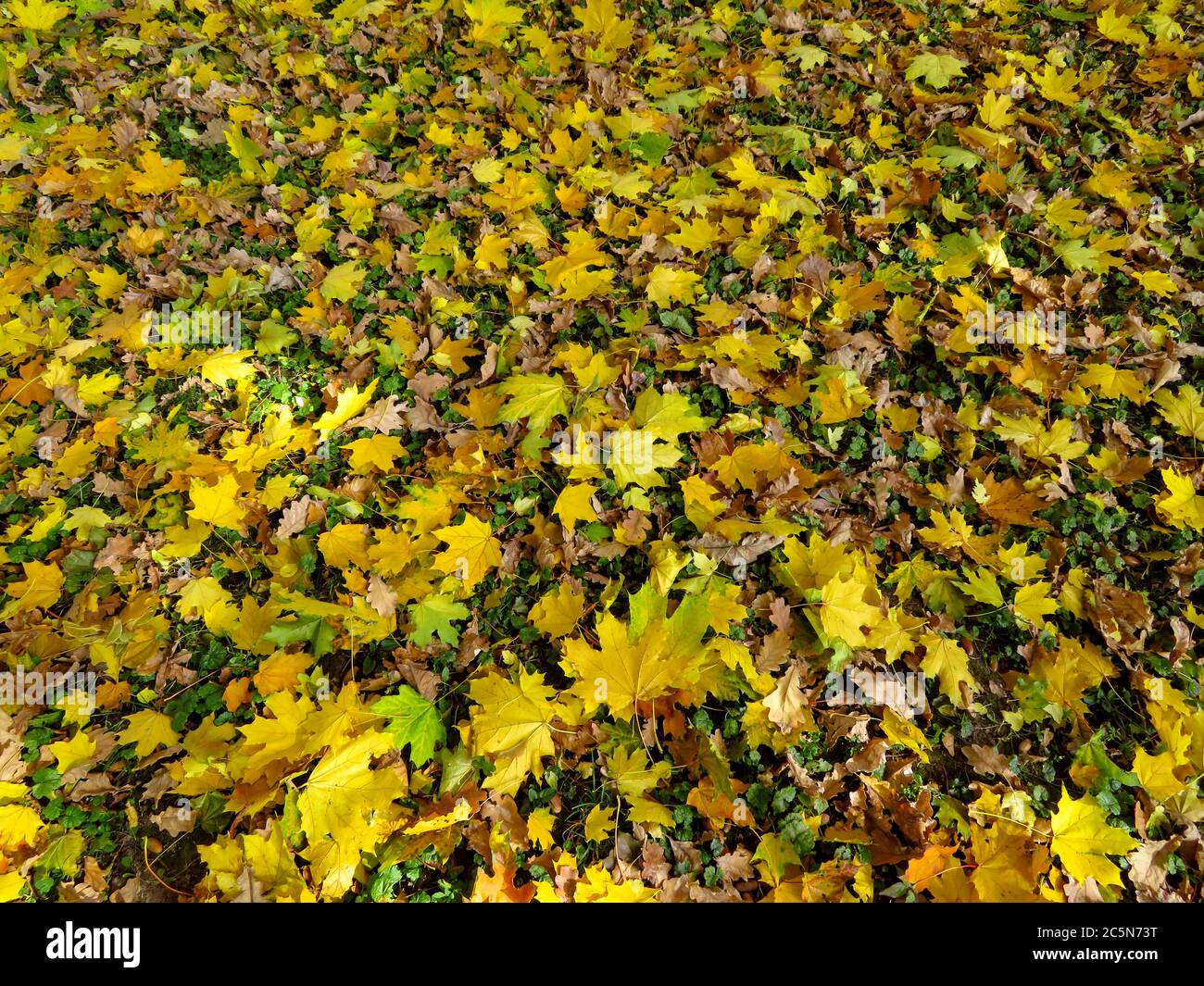 Yellow maple leaves on the ground in the autumn forest Stock Photo - Alamy