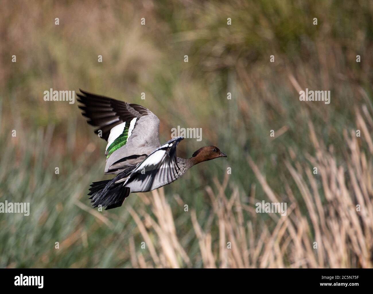 Australian Male Wood Duck Stock Photo