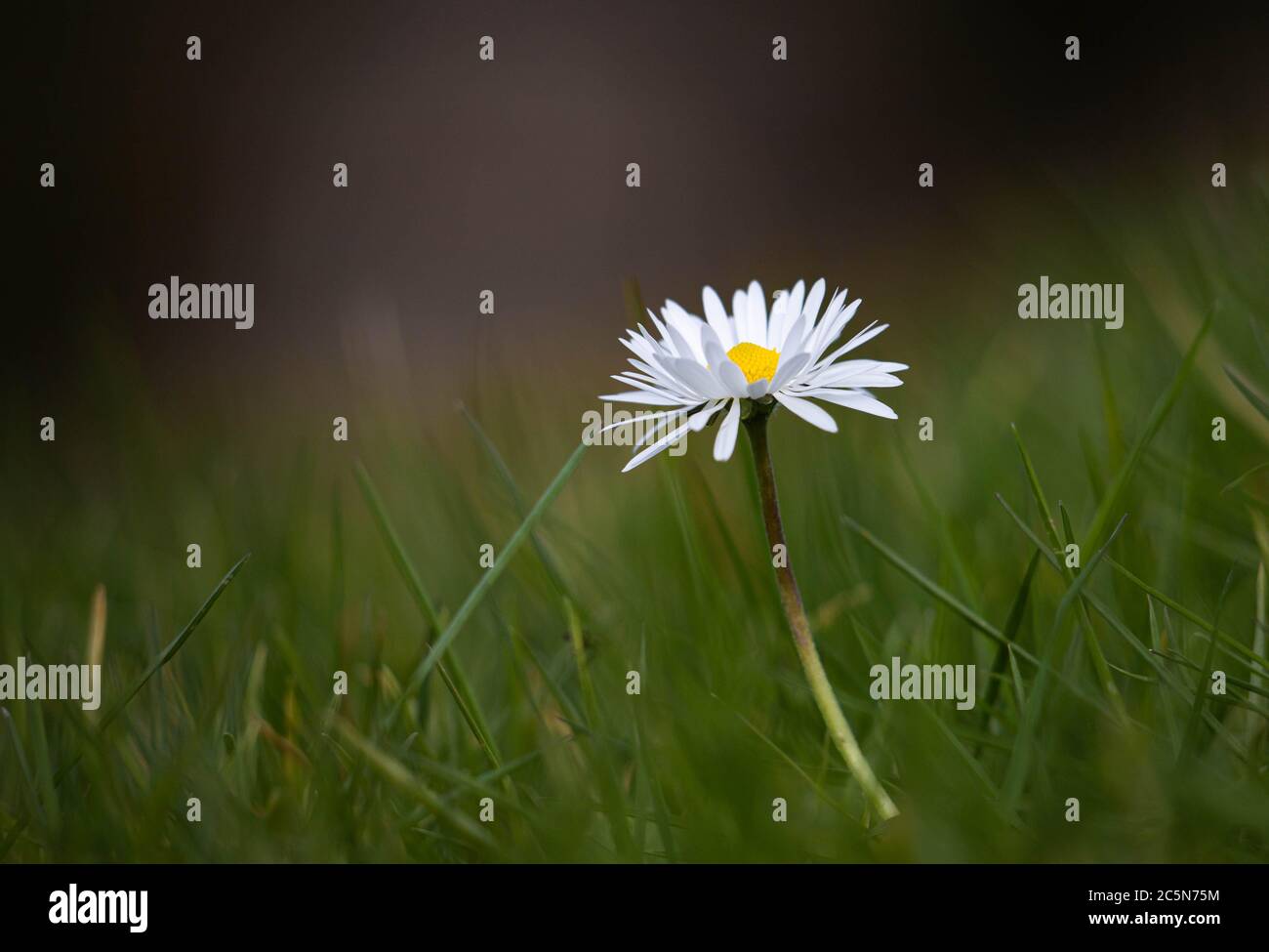 A Daisy in a field of grass Stock Photo