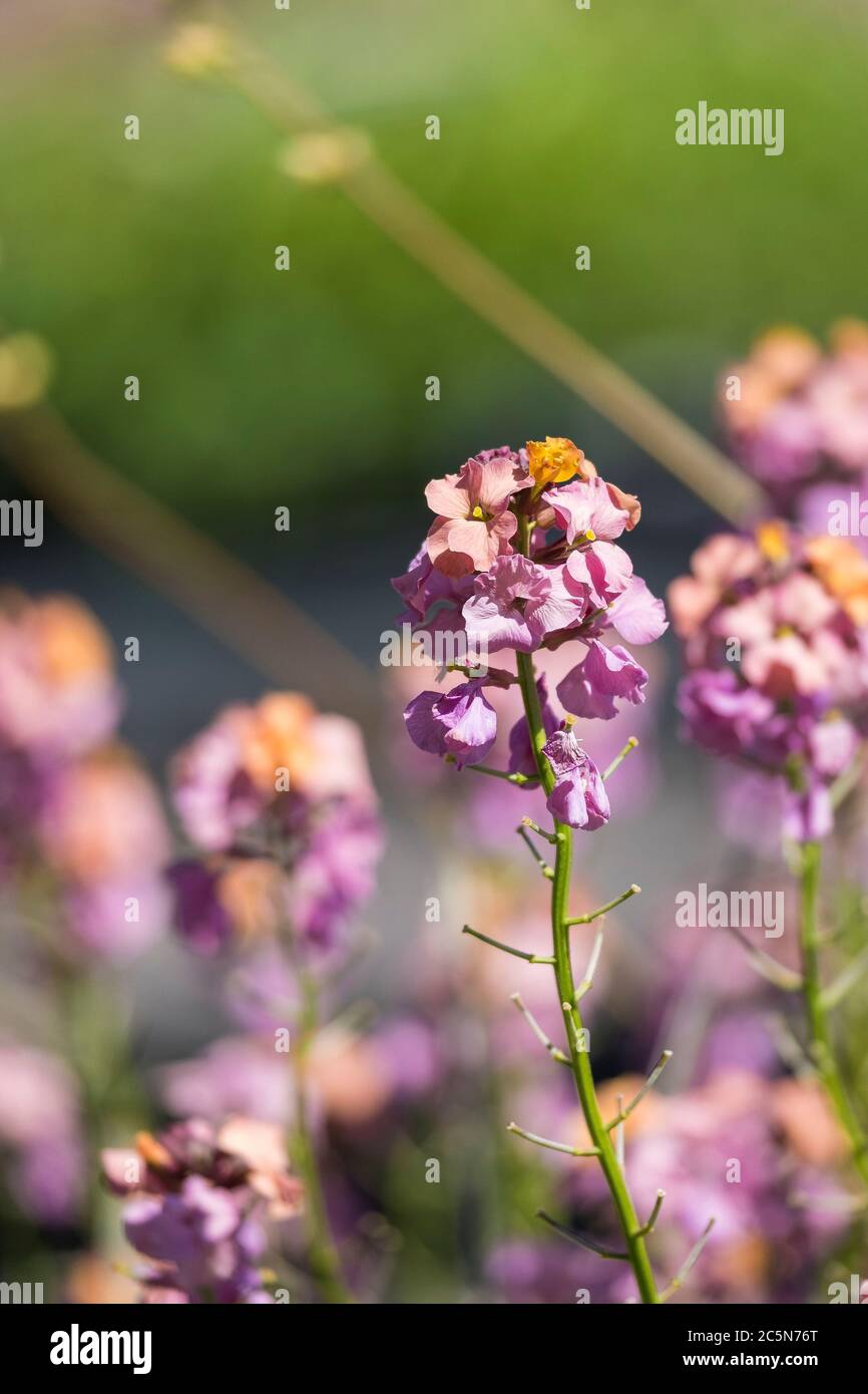 Erysimum Pastel Patchwork Wallflower. Stock Photo