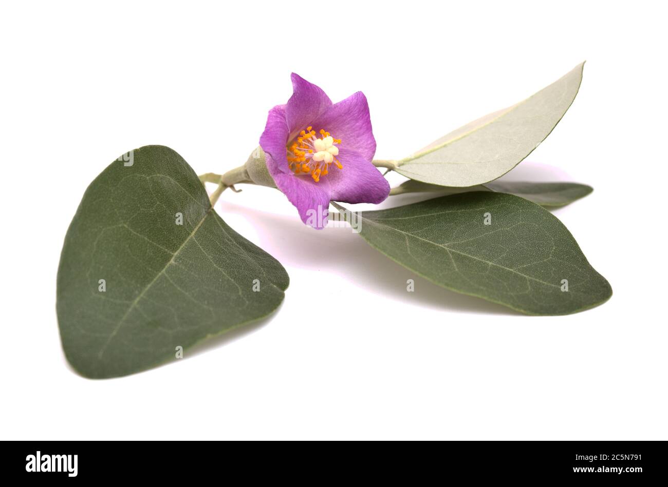 pink flowers of Lagunaria patersonia, pyramid tree, isolated on white ...