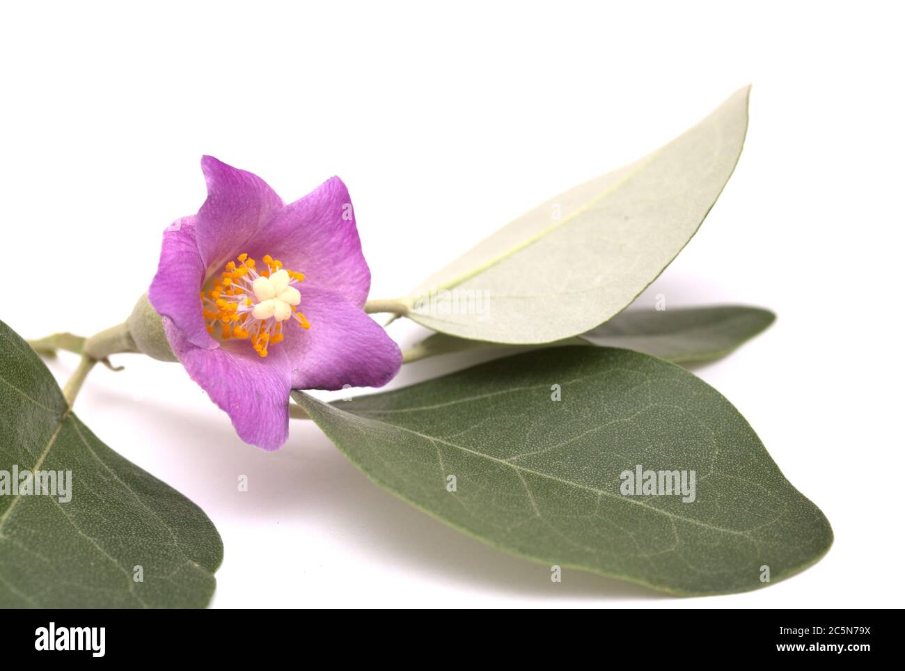 pink flowers of Lagunaria patersonia, pyramid tree, isolated on white Stock Photo