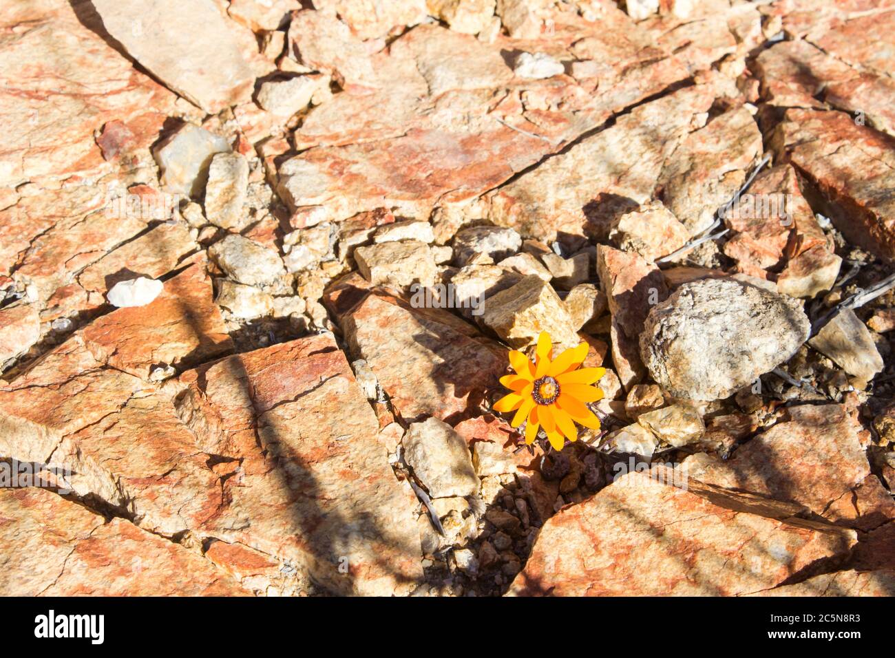 A single  Namaqua parachute daisy also known as the Springbok rock-ursinia, growing in a crack in a rock, in the Goegap Nature Reserve, South Africa Stock Photo