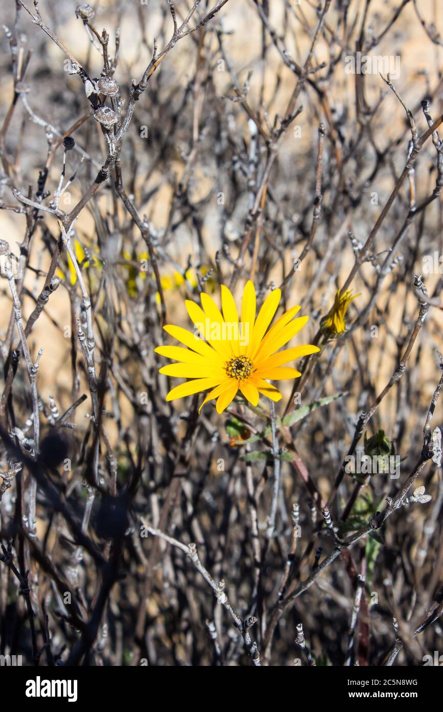 The orange colored Namaqua Widowseed daisies (Hyoseroides Asteraceae) serounded by dead sticks of previous growth, in Goegap Nature Reserve, South Afr Stock Photo