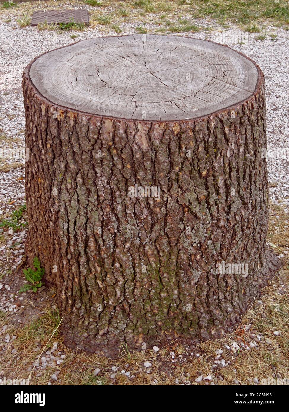 Old stump of tree in the city park Stock Photo - Alamy
