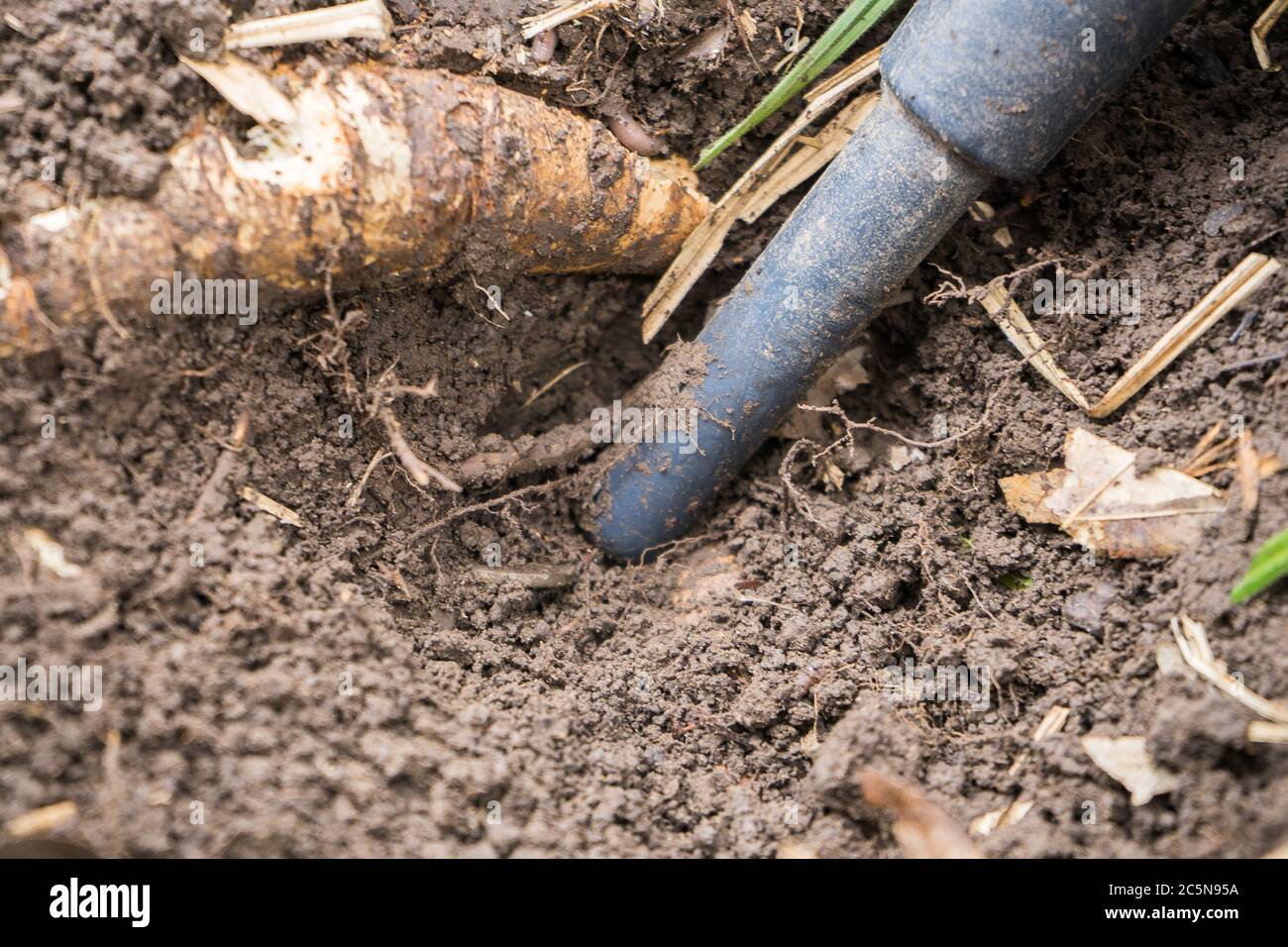 pinpointer metal detector in the ground and an ancient historical coin ...