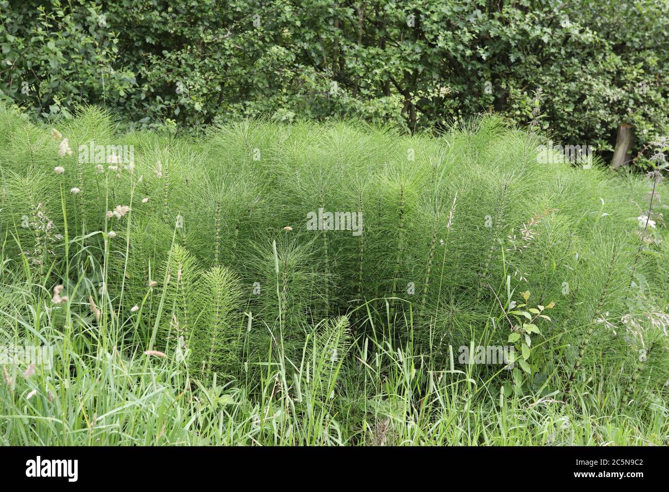 Field horsetail invasion of arable land in the Peak District National Park Stock Photo