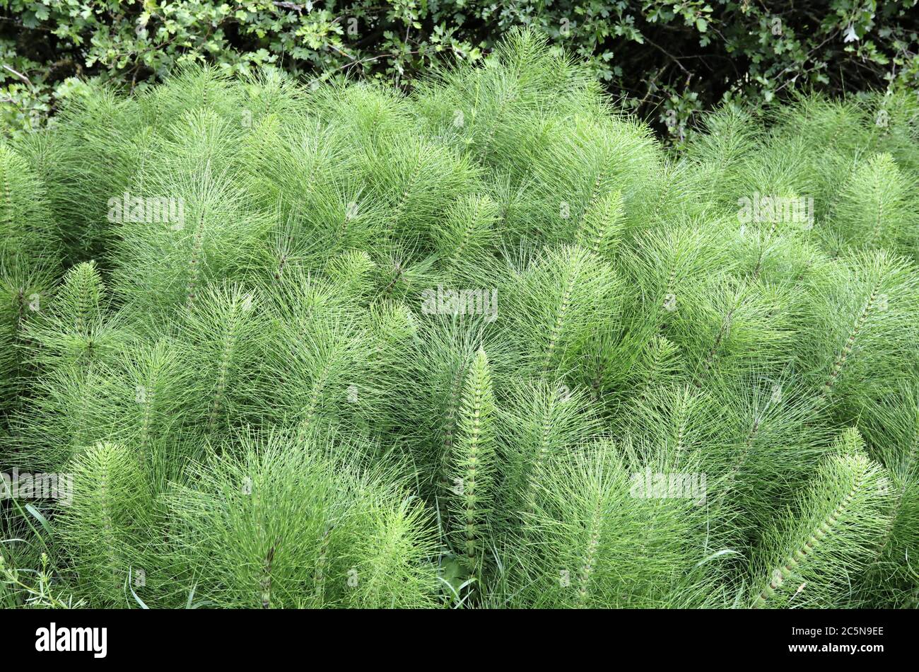 Field horsetail invasion of arable land in the Peak District National Park Stock Photo
