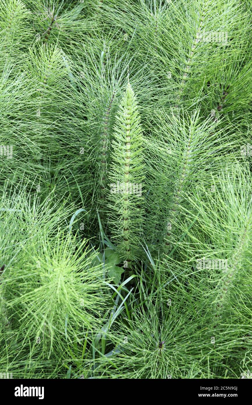 Field horsetail invasion of arable land in the Peak District National Park Stock Photo