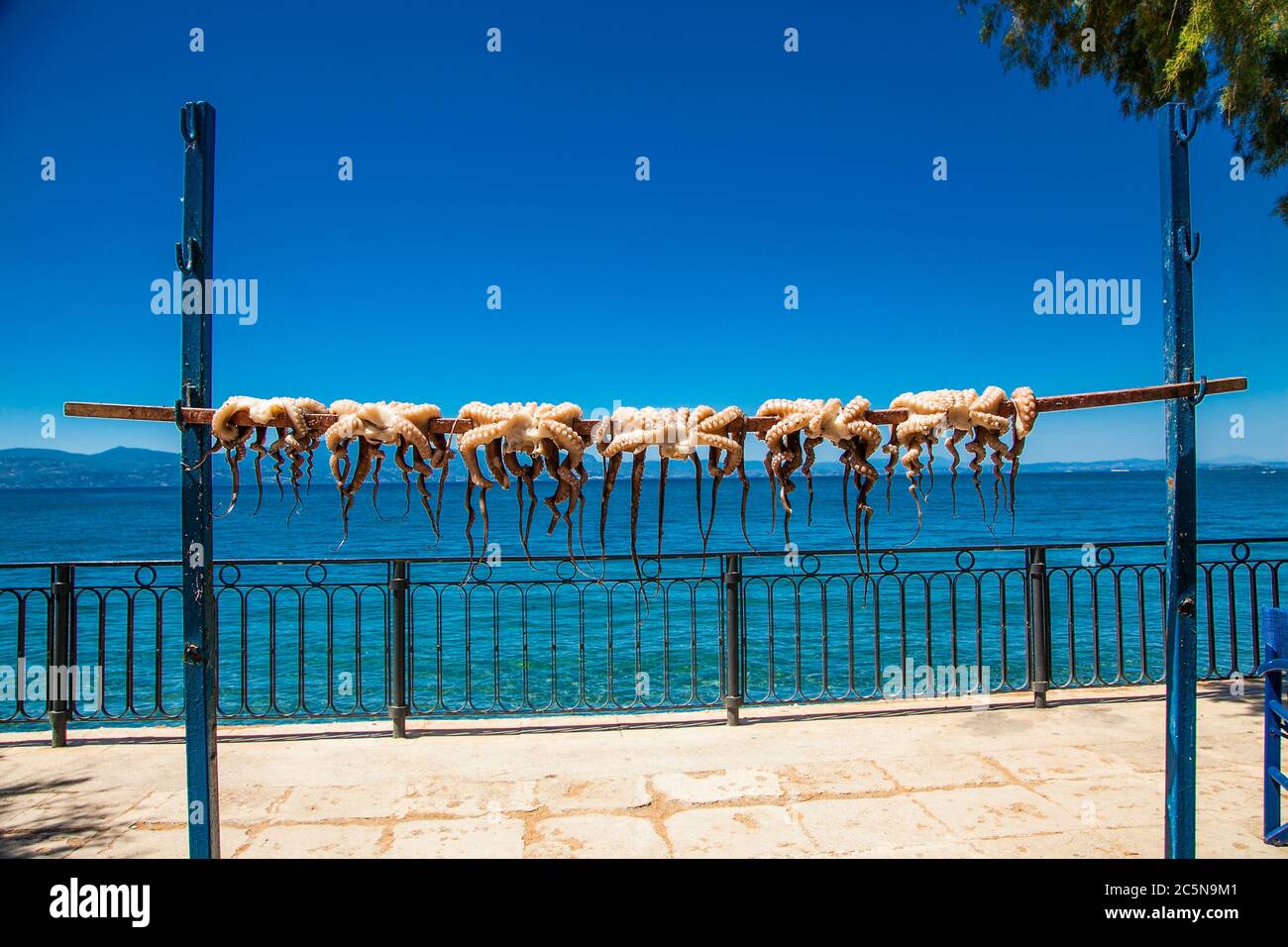 Freshly caught octopuses are dried in the sun , Amarynthos village, Evia, Greece. Stock Photo