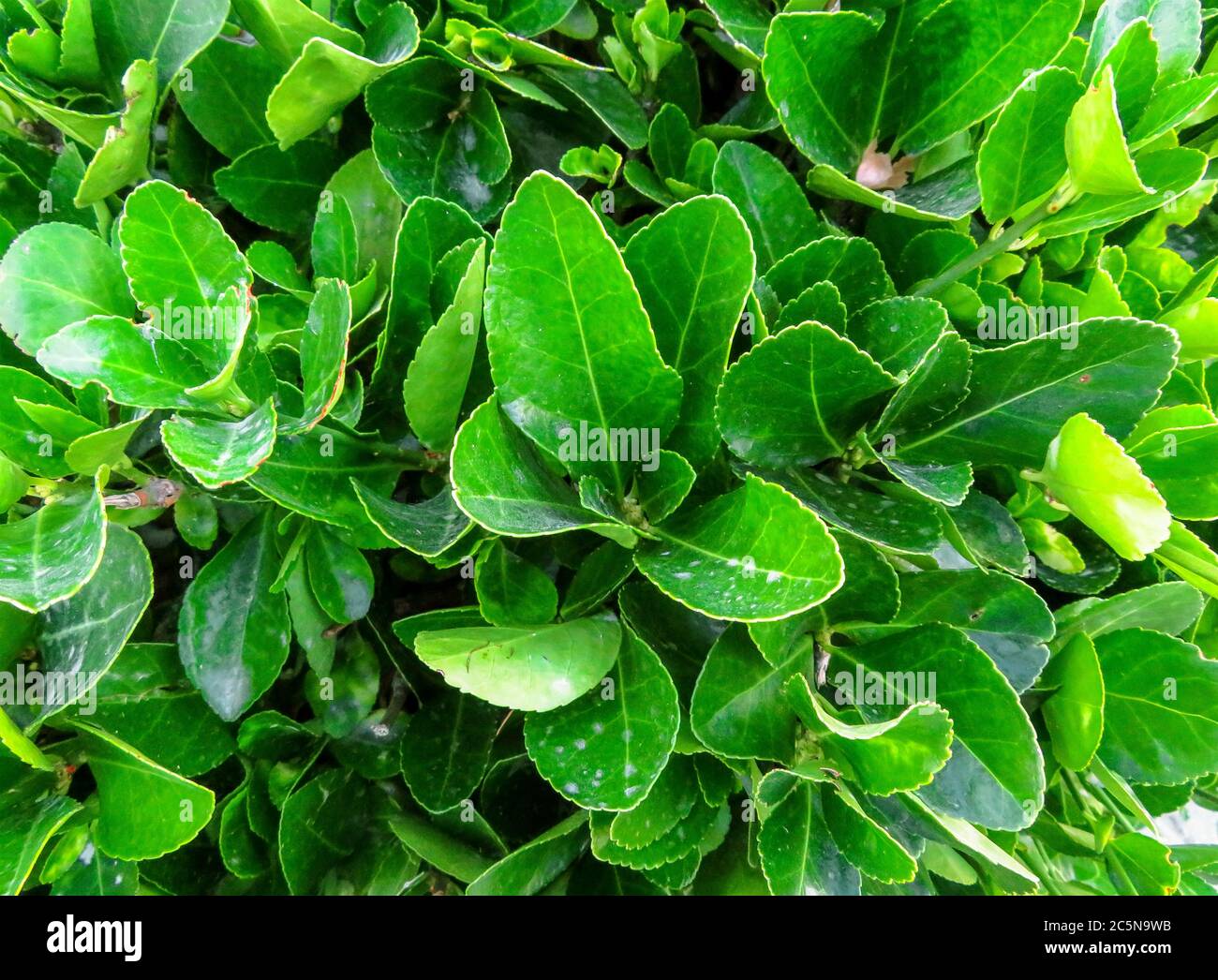 жожоба кустарник. магнолия падубалистная. вечно-зелёный или вечнозелёный кустарник или дерево. вечнозеленый кустарник. самшит вечнозелёный.