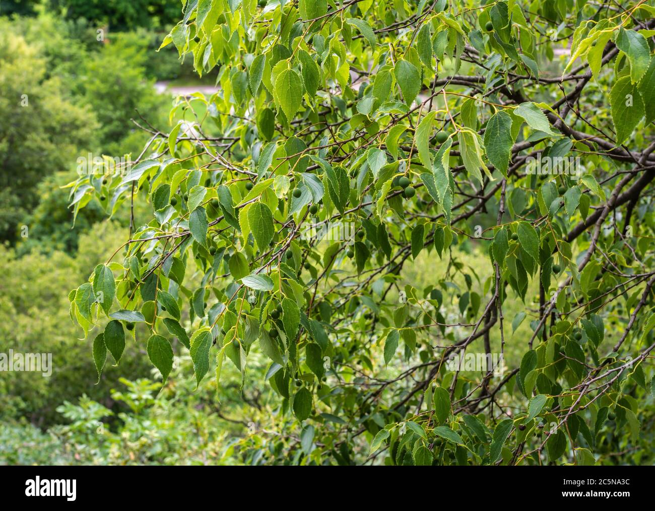 Leaves and fruits of European nettle tree (Celtis australis) Stock Photo