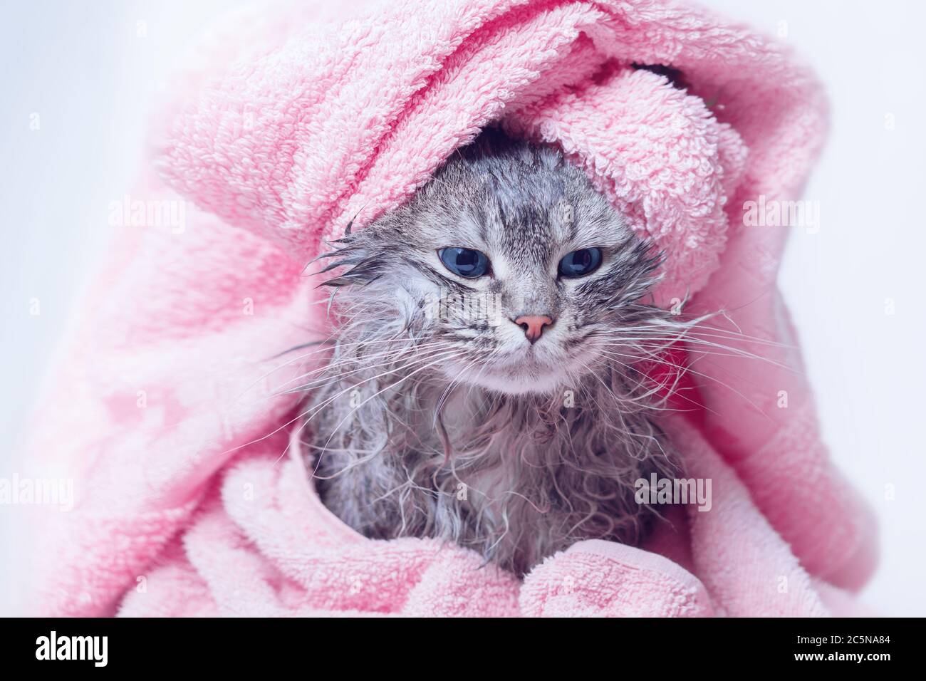 Funny smiling wet gray kitten after bath wrapped in pink towel. Just