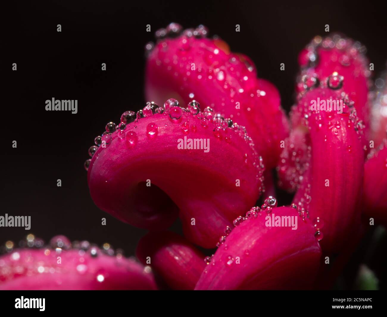 Morning dew on a woolly bear flower in winter Stock Photo