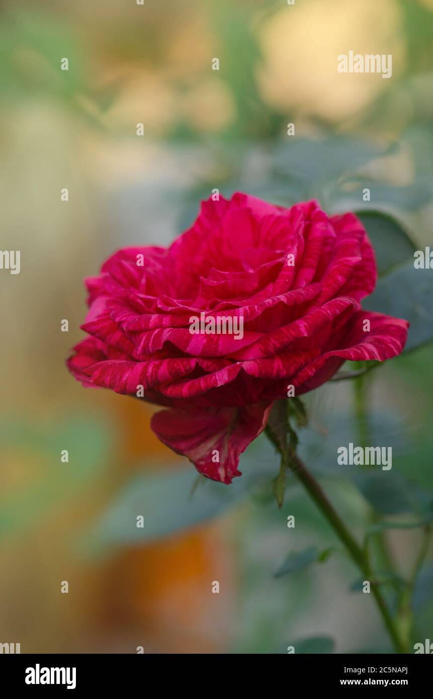 Colorful bush of striped roses in the garden. Red roses with white
