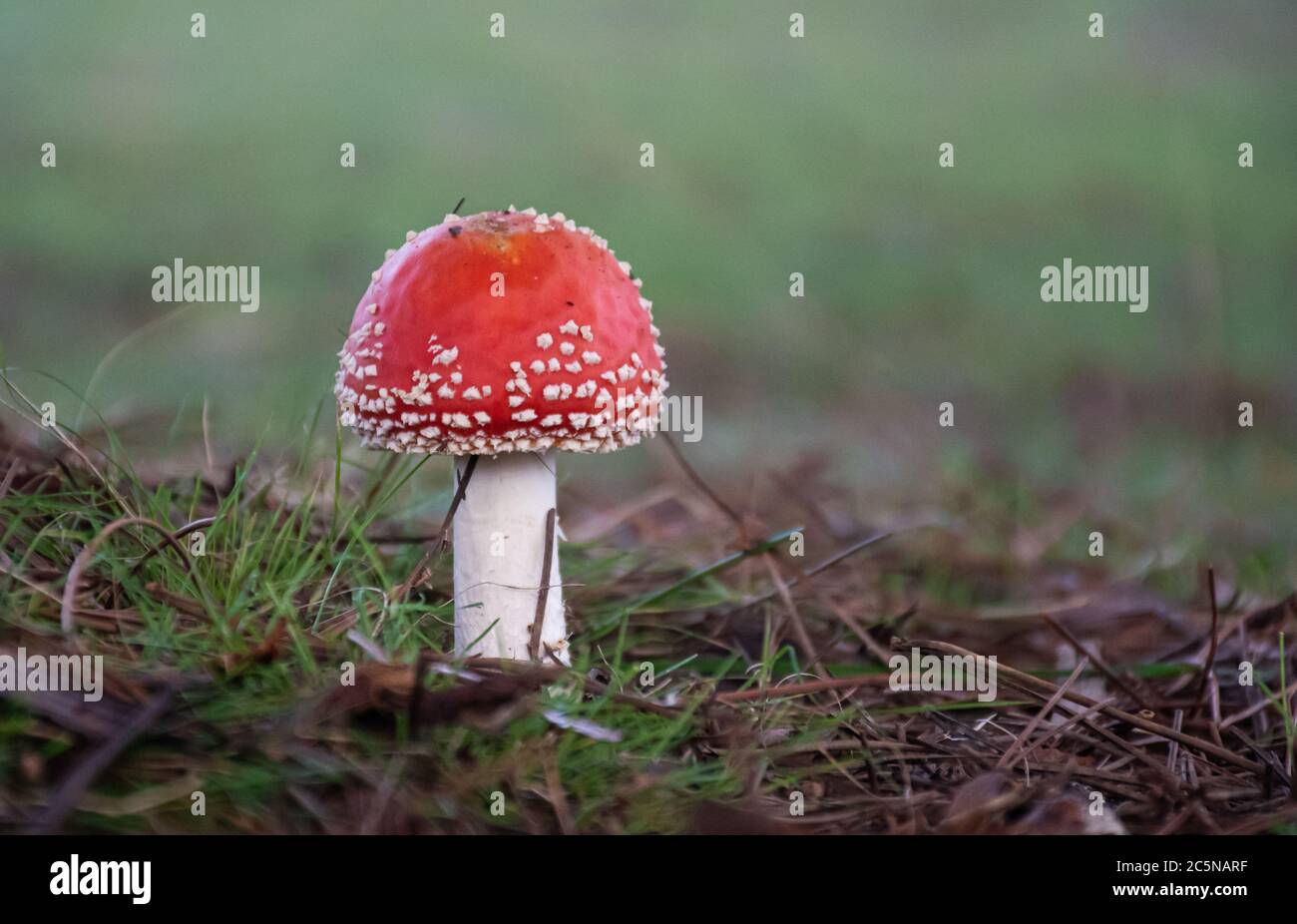 A little Fly Agaric Toadstool in the bush under a tree Stock Photo