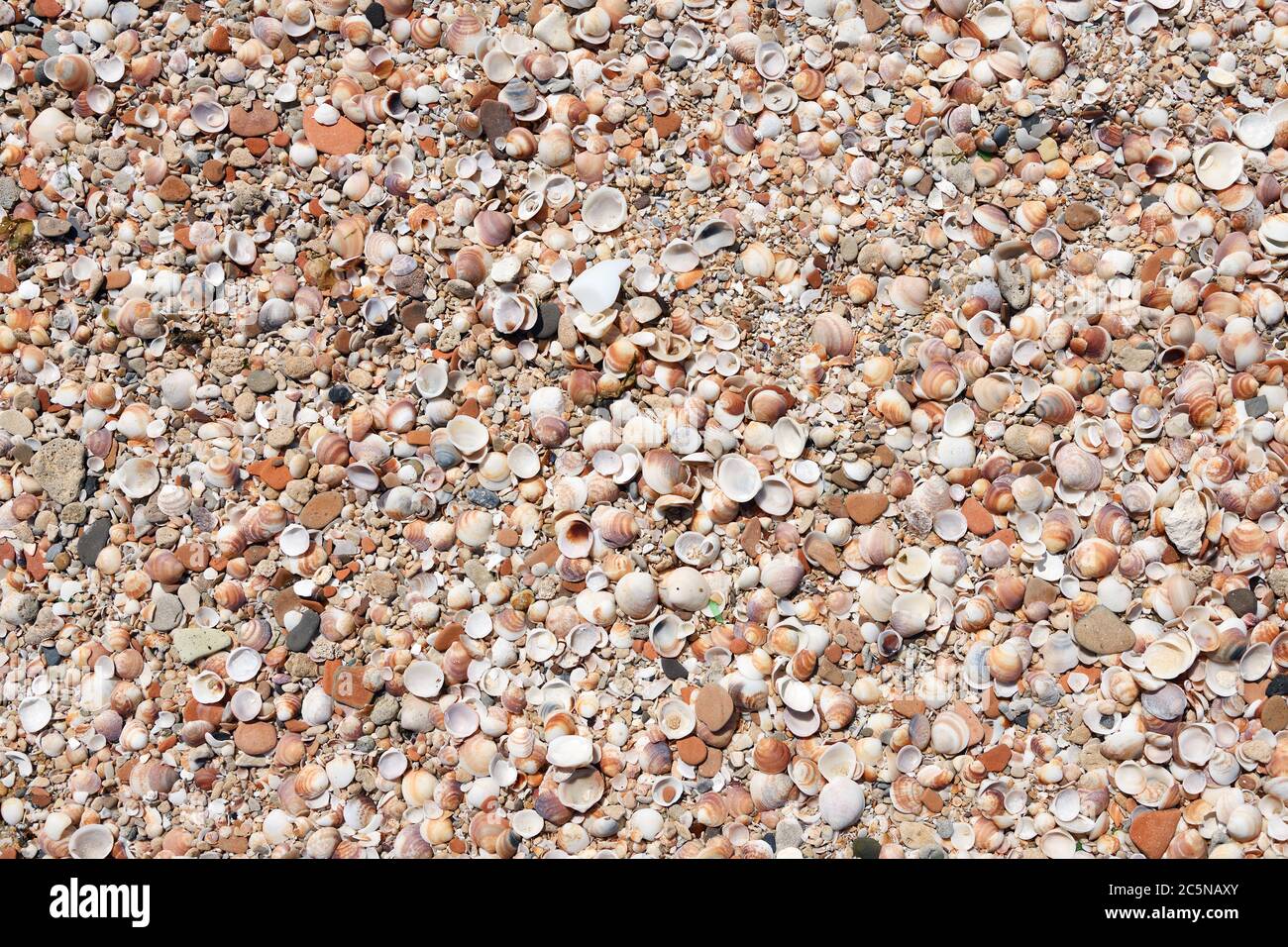 Natural background. Pebbles and seashells on a sandy beach Stock Photo