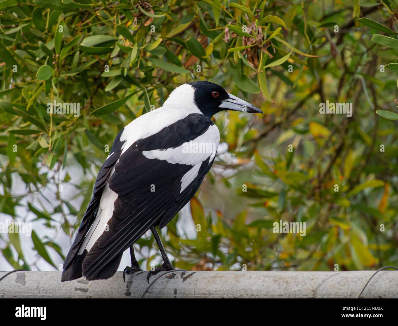 An Australia Magpie - Gymnorhina tibicen Stock Photo