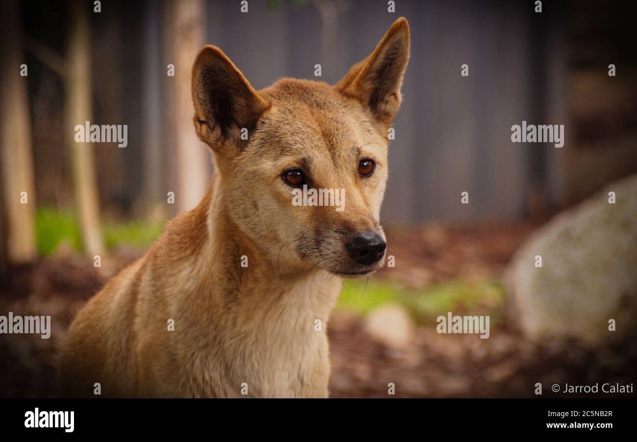 A Dingo from Healesville Sanctuary Stock Photo