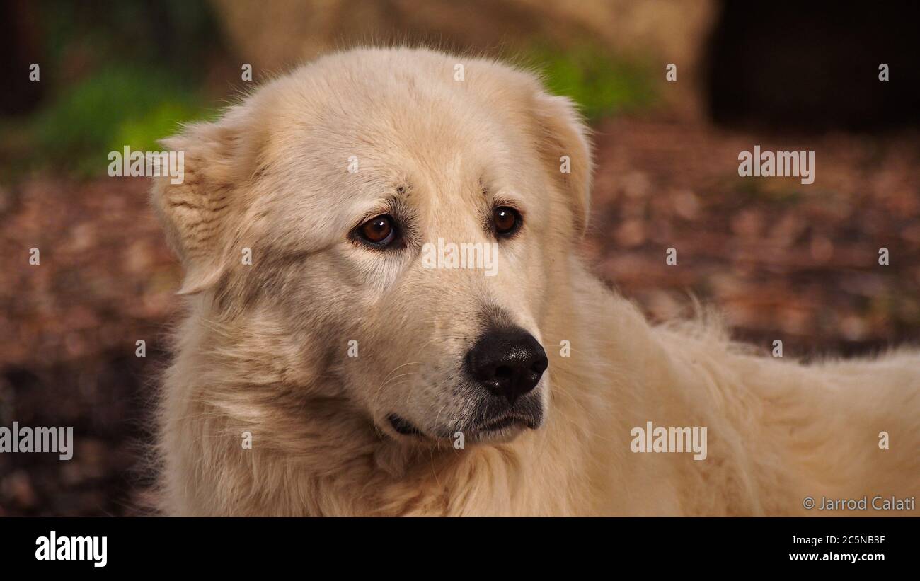 are-dingoes-protected