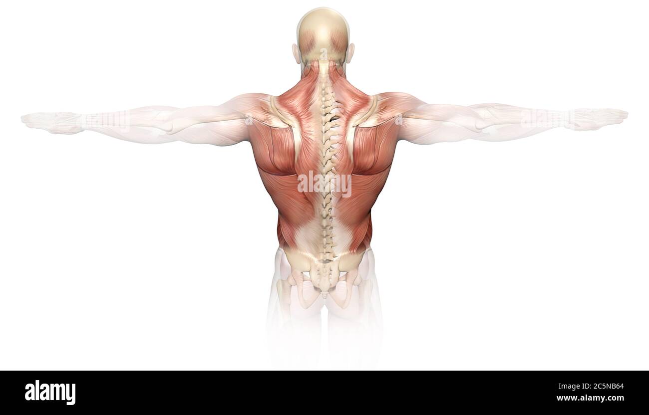 3D illustration showing back muscles of a man Stock Photo