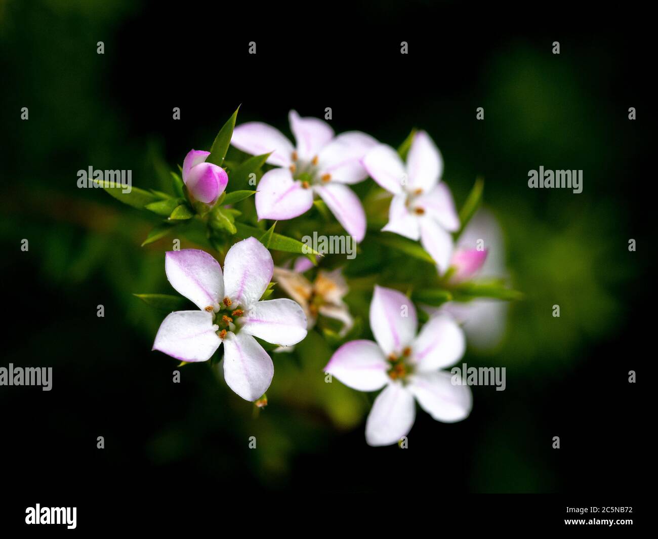 A Diosma flower bunch in Macro Stock Photo