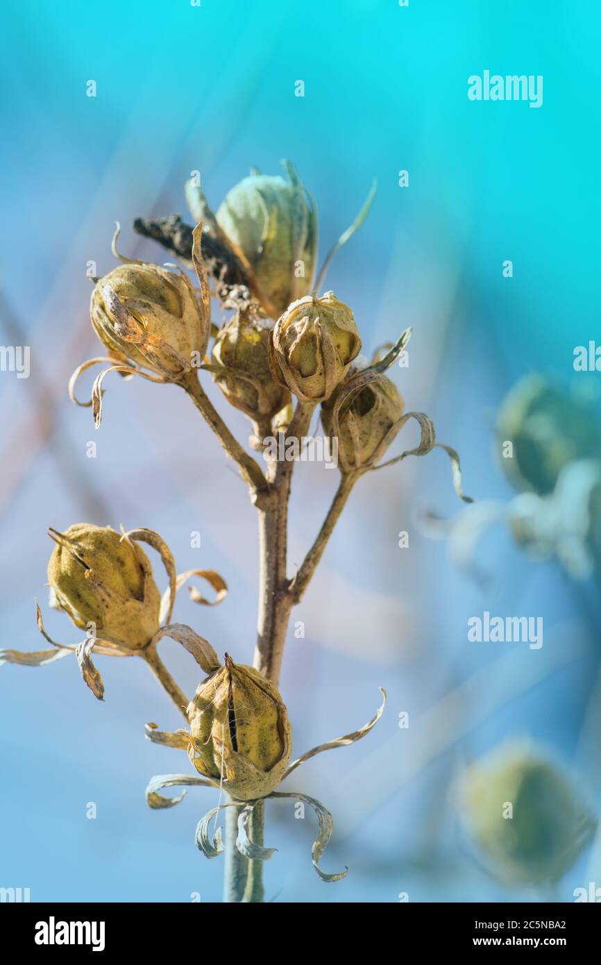 pics of air plants Greenhouse Collection